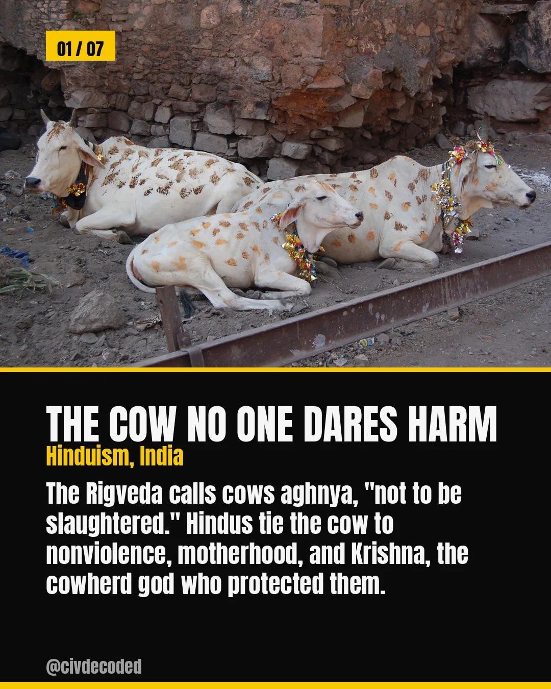 The Cow No One Dares Harm — Hinduism, India: the Rigveda calls cows aghnya, "not to be slaughtered," tied to Krishna the cowherd god.